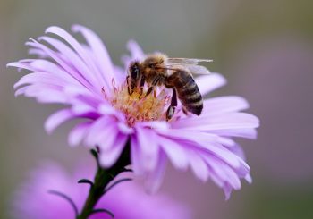 Bijeenkomst Bloeiend Bijenlandschap